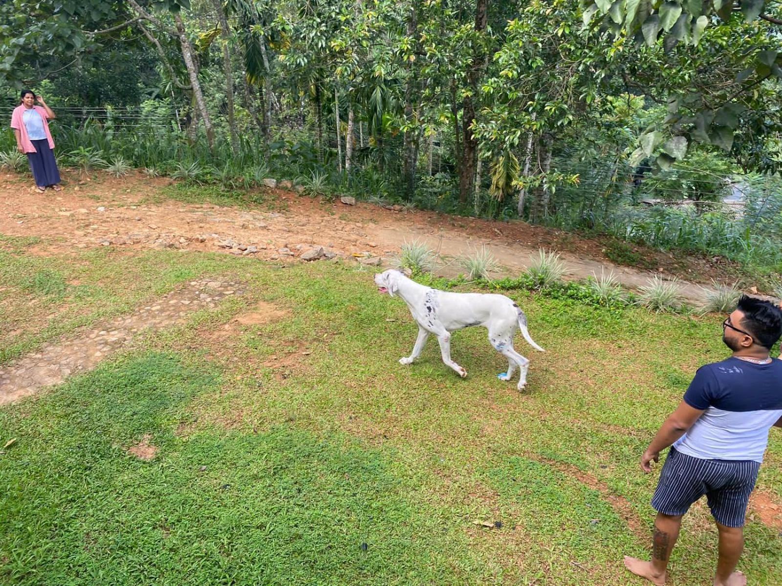 Little Wood Villa And Retreats Doluwa Kandy Exterior foto